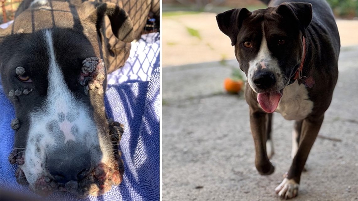 Houston nurse saves stray from certain death on journey to her forever home