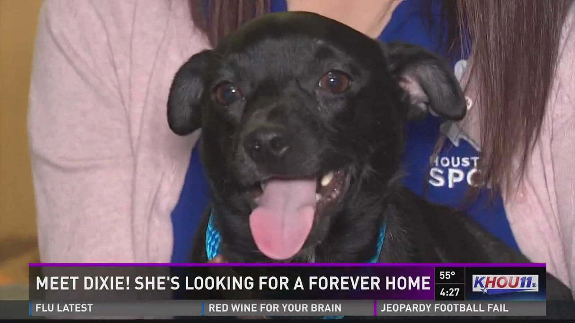 Dixie is looking for her forever home! She's available for adoption at the Houston SPCA.