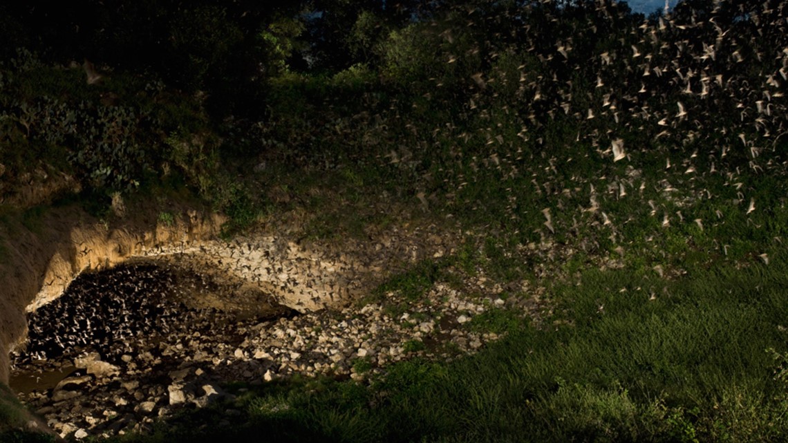 Hundreds of coldstunned bats rescued in Houston area