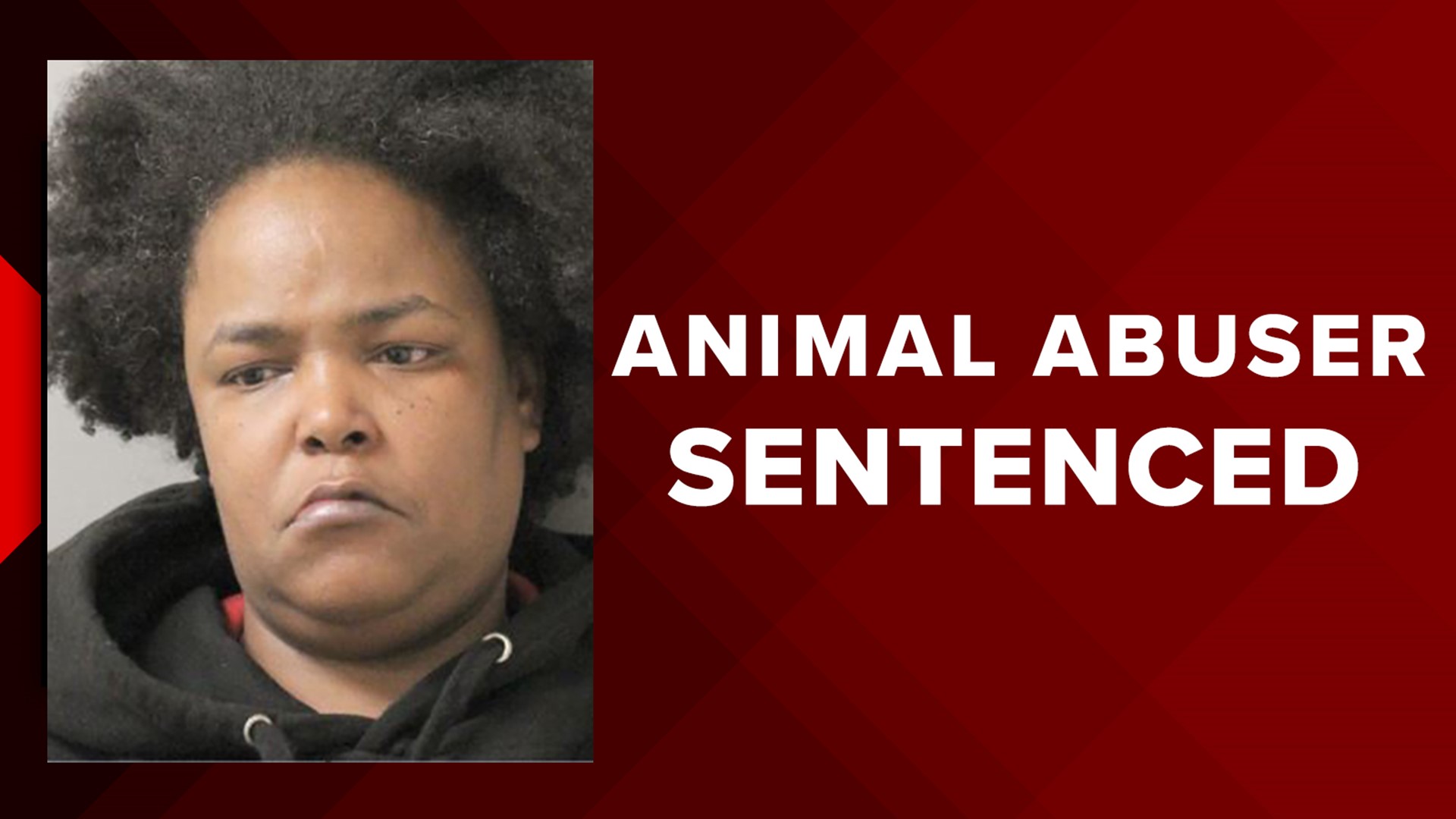 Woman sentenced in heartbreaking dog abuse case | khou.com