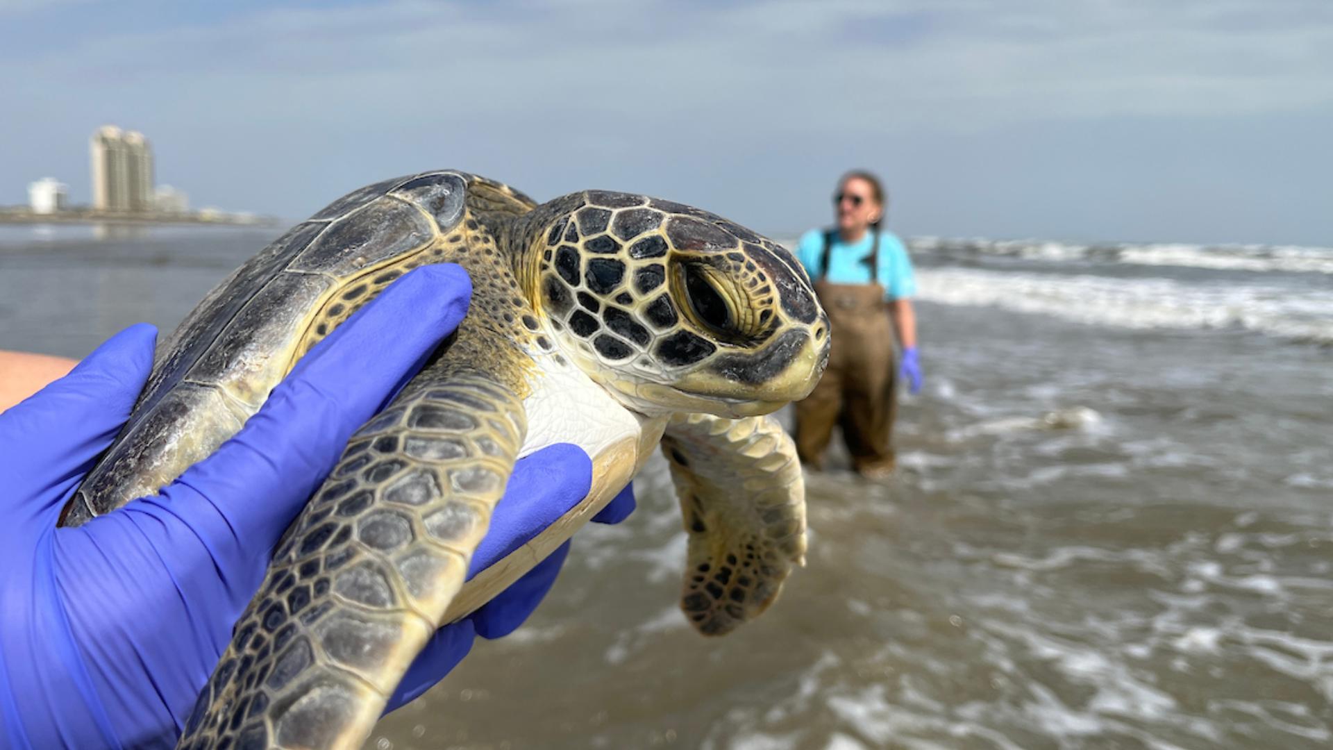 Green sea turtles released into Gulf after months of rehab in Houston ...