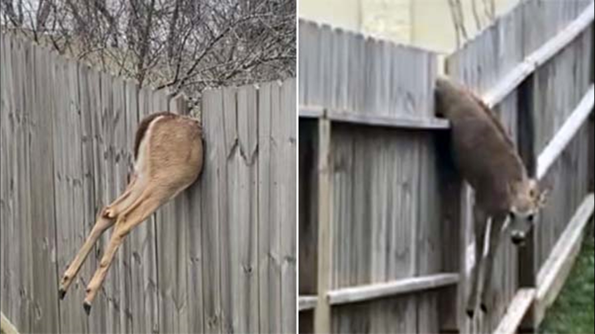 The deer was apparently trying to jump over the fence when it became stuck.