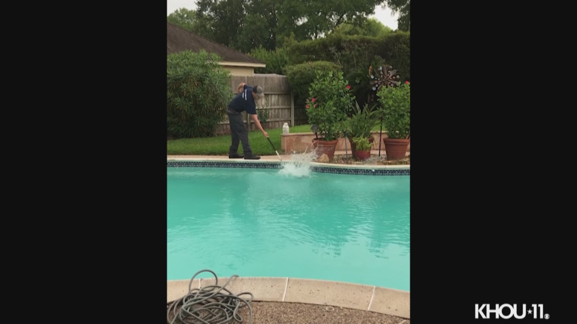 The alligator was pulled out of a pool near Sweetwater Friday morning.
