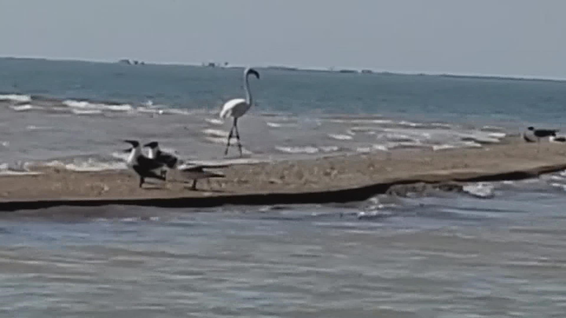 Flamingo No. 492 was captured on video shot on March 10 by an environmental activist near Port Lavaca, Texas, at Rhodes Point in Cox Bay.