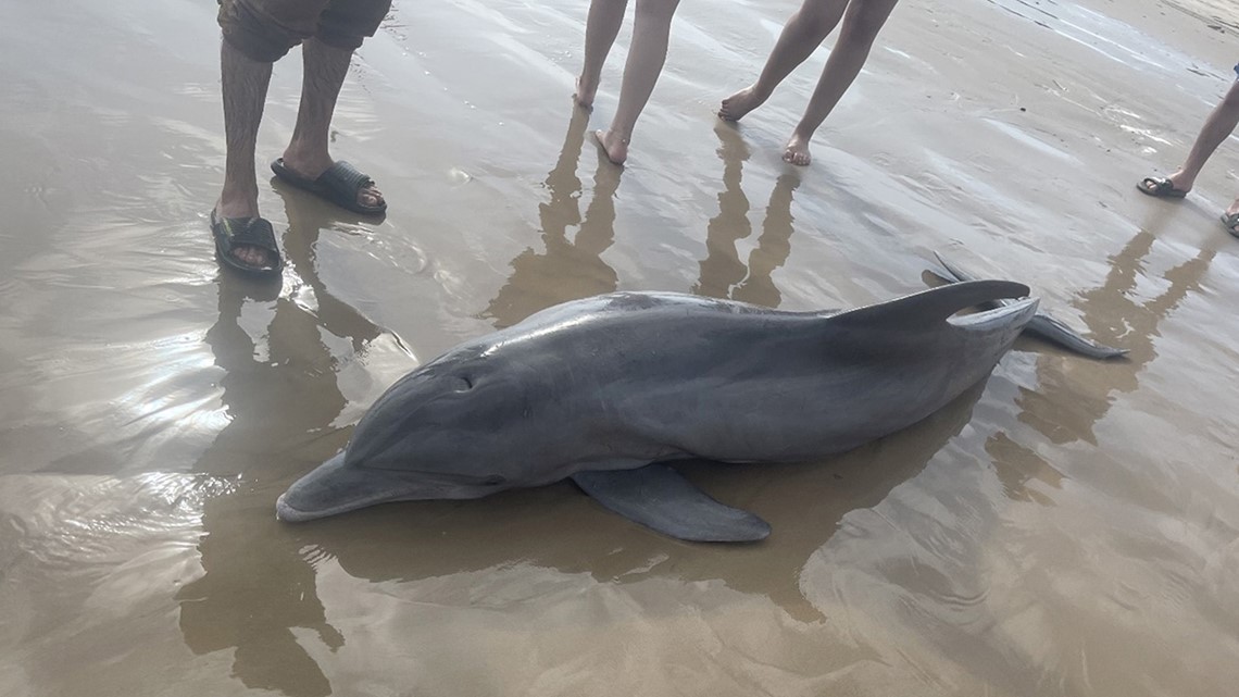 Good News Story about a dolphin pod rescue