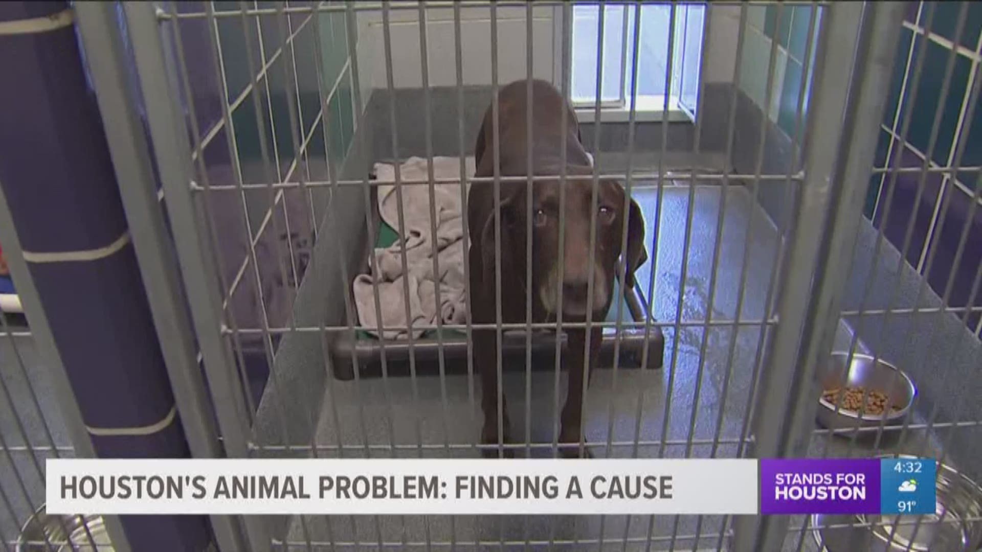 Experts encourage spaying, neutering pets to decrease Houston's animal overpopulation