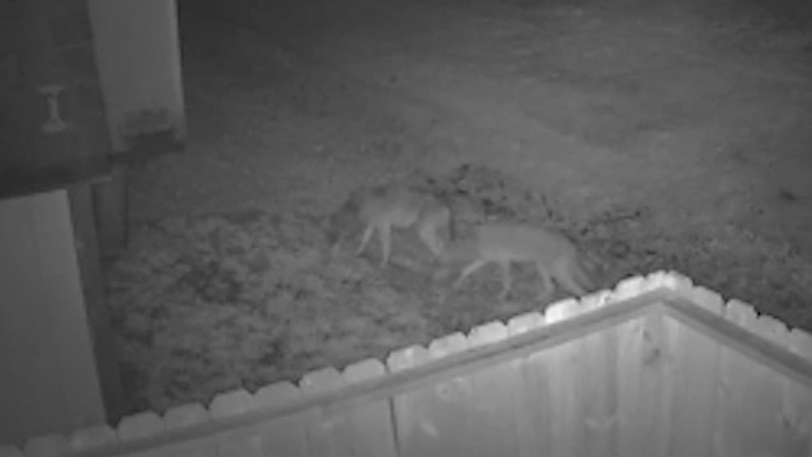Coyote liar mengkhawatirkan penduduk Taman Rusa
