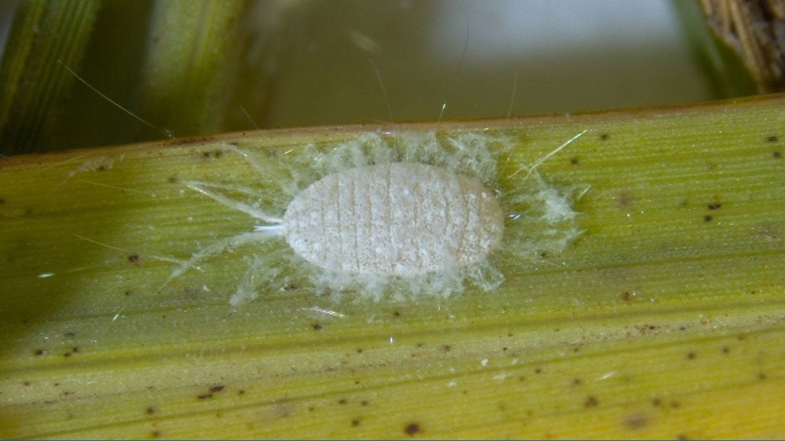 State issues warning to ranchers after mysterious dieback appears in Texas pastures