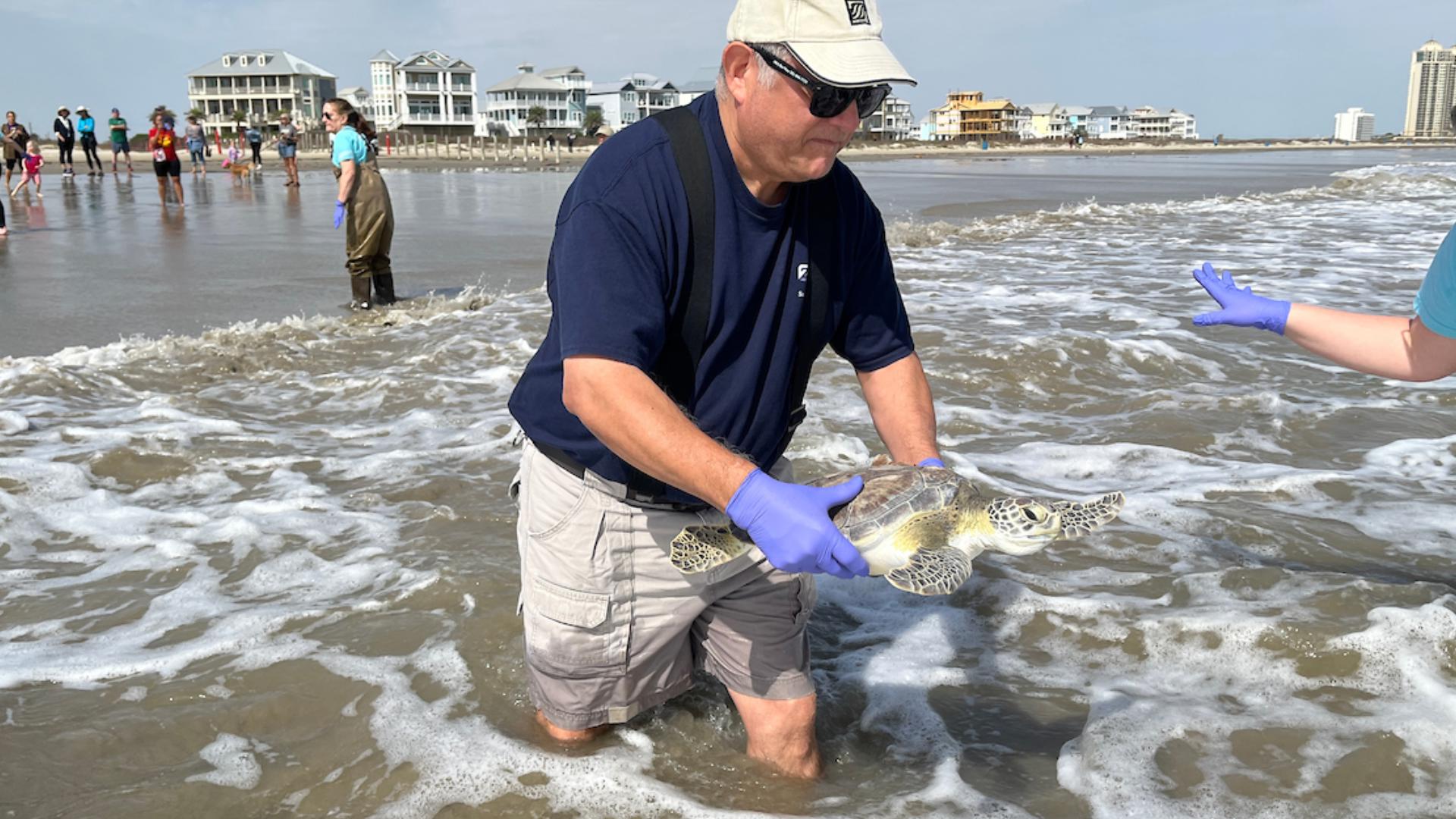 Green sea turtles released into Gulf after months of rehab in Houston ...