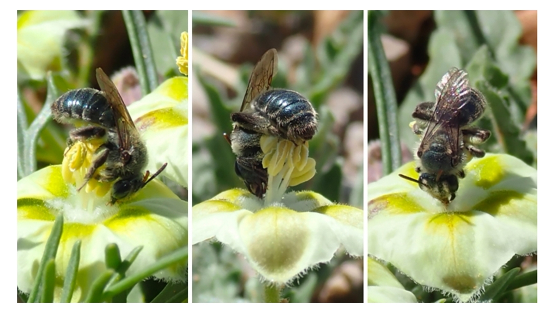 New bee species found in Texas and Oklahoma