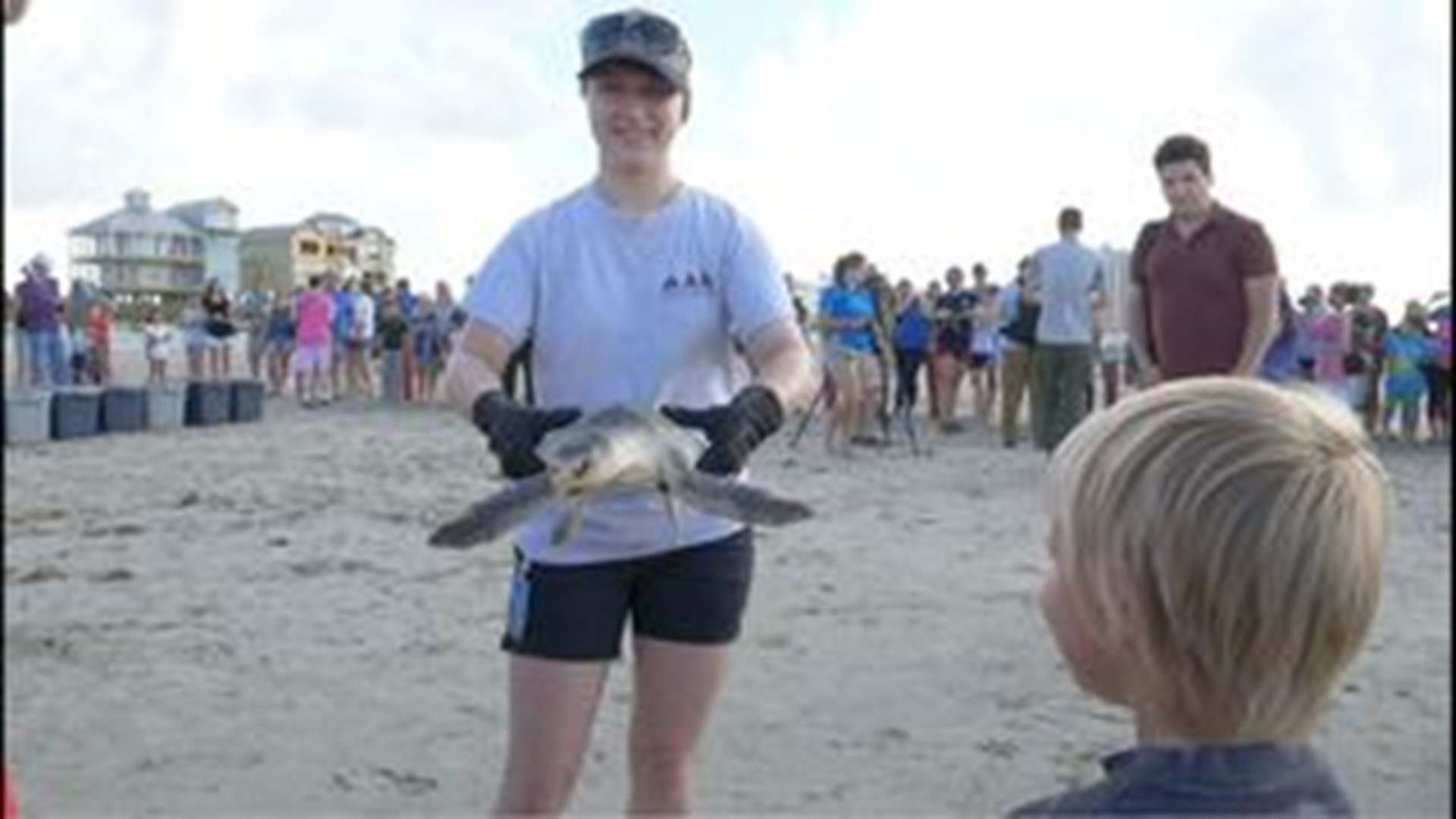 Sea turtles released into the wild after months of rehabilitation ...