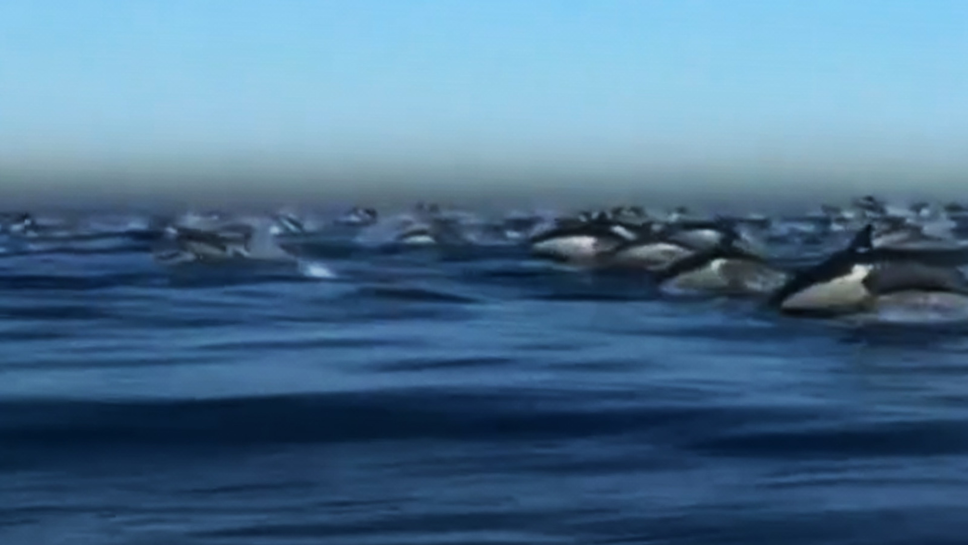 DOLPHIN STAMPEDE: Around 2,000 dolphins were seen "stampeding" off the coast of Newport Beach, California on Monday (2/22).