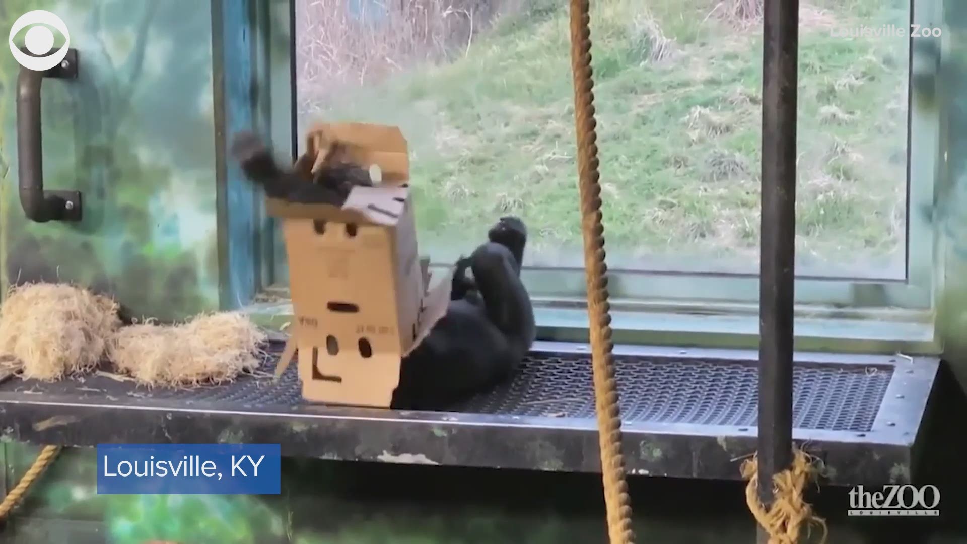 Kindi the gorilla had a great time playing with a cardboard box at the Louisville Zoo in Kentucky on April 14