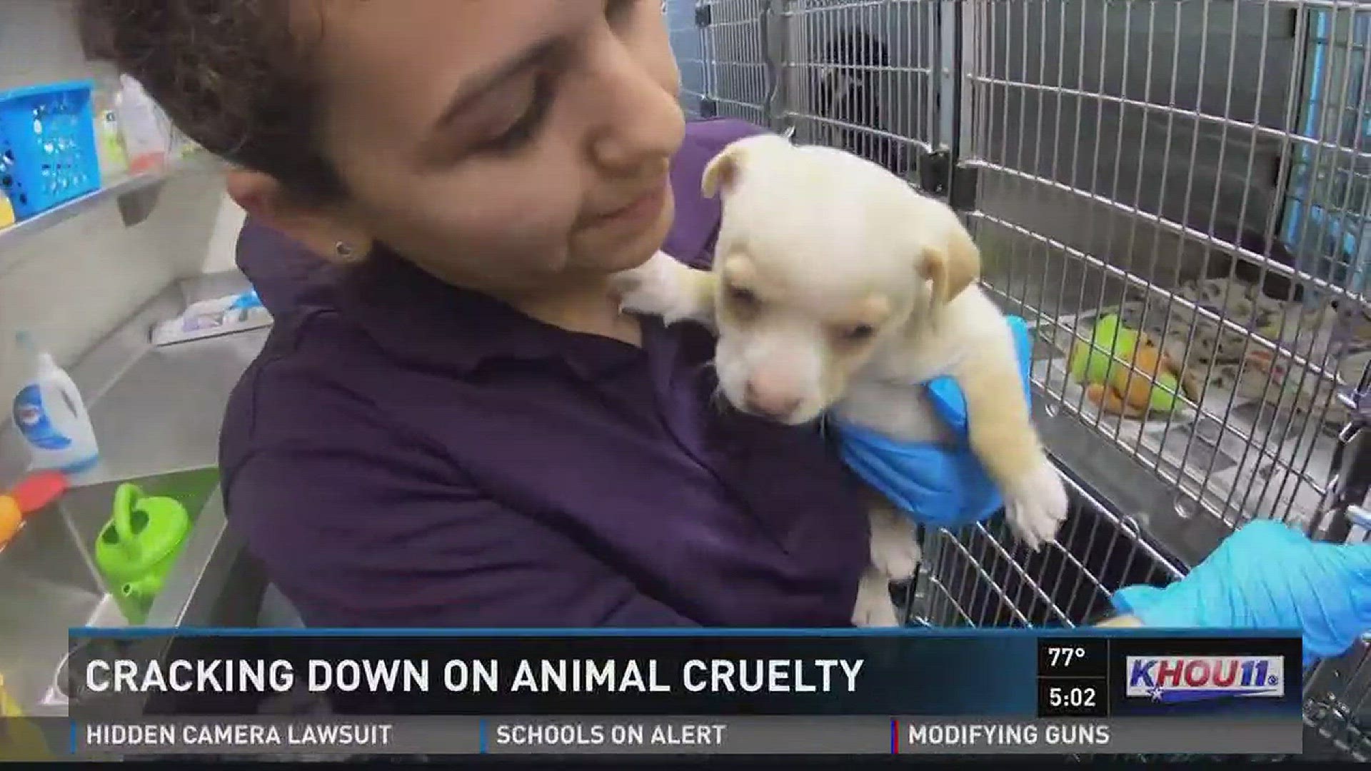 Houston, Harris Co. Offer Easier Way To Report Animal Cruelty | Khou.com