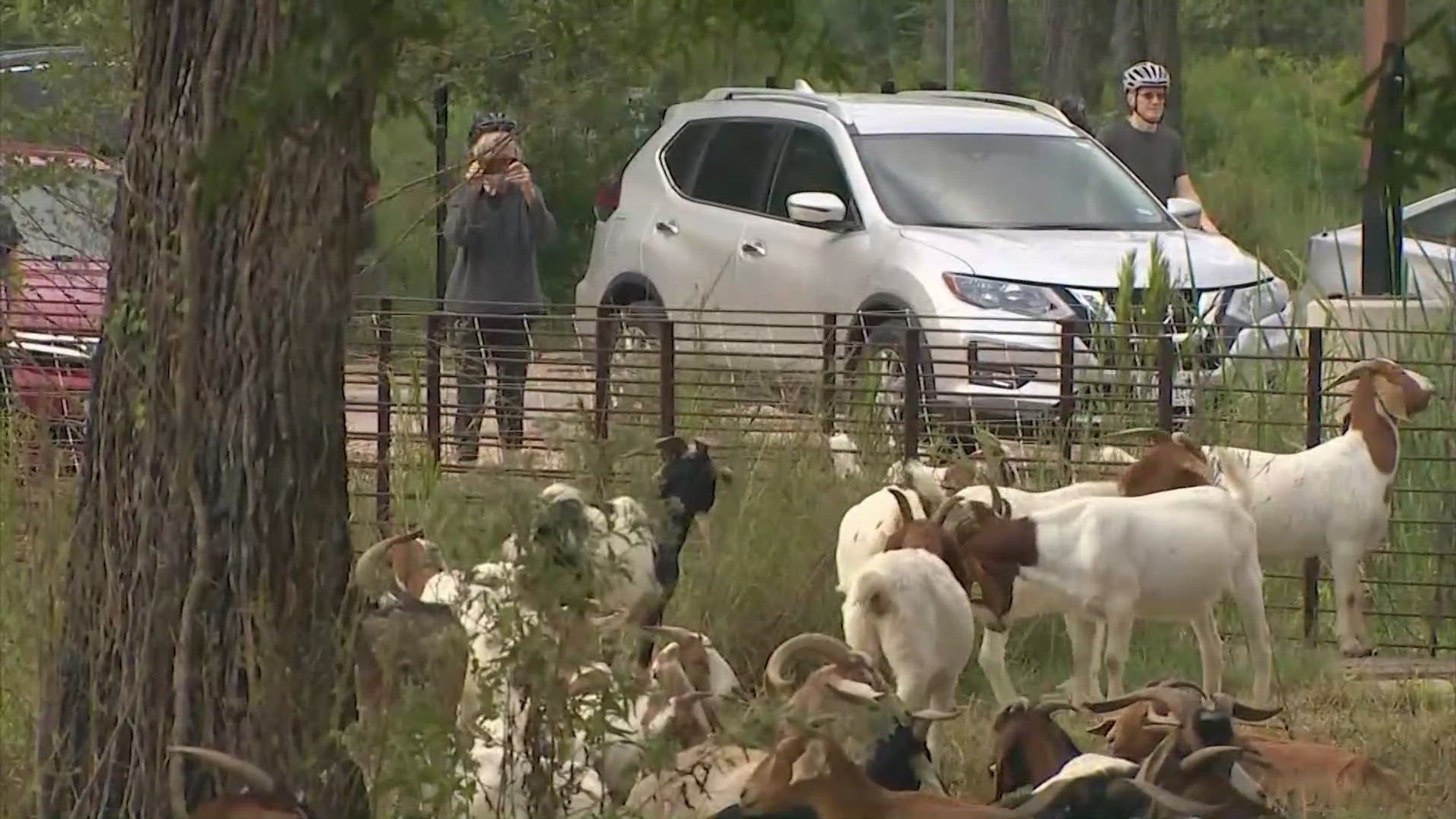 It's not the first time goats have been used to clear brush.