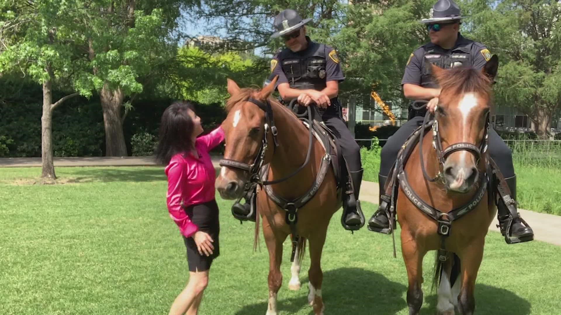 The Mounted Patrol Unit is made up of 31 officers and 36 horses and they spread out through the city wherever they're needed.