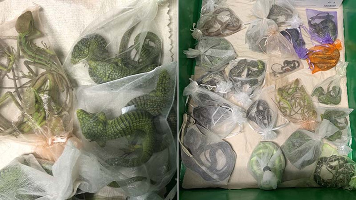 FBI: Penyelundup menyembunyikan lusinan reptil di pakaiannya