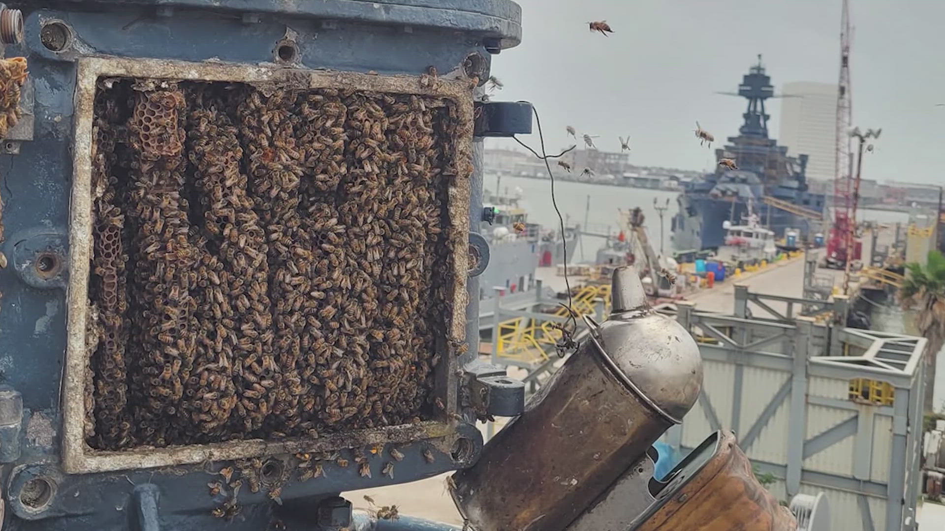 Two colonies of honeybees decided to make the WWII battleship their home. Experts found the queen and relocated both hives.