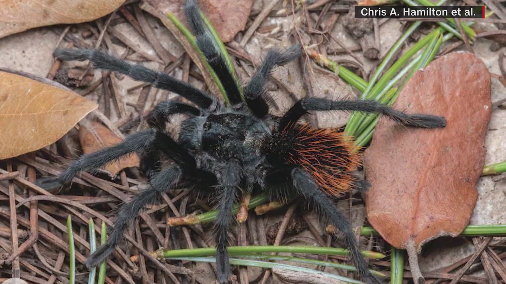 The Aphonopelma jacobii tarantula lives in the Chiricahua Mountains in southeast Arizona and despite just being discovered, scientists are worried about its future.