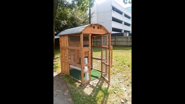 Heights Senior Living Community Names Pet Chickens After Golden