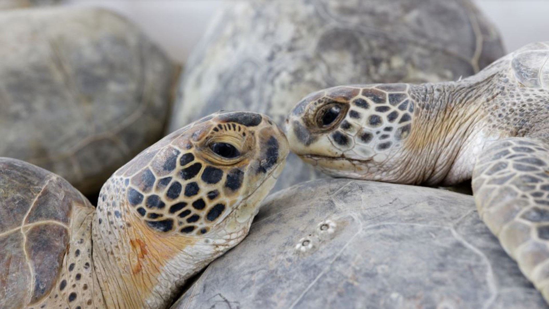 Rescued sea turtles released back into Gulf of Mexico | khou.com