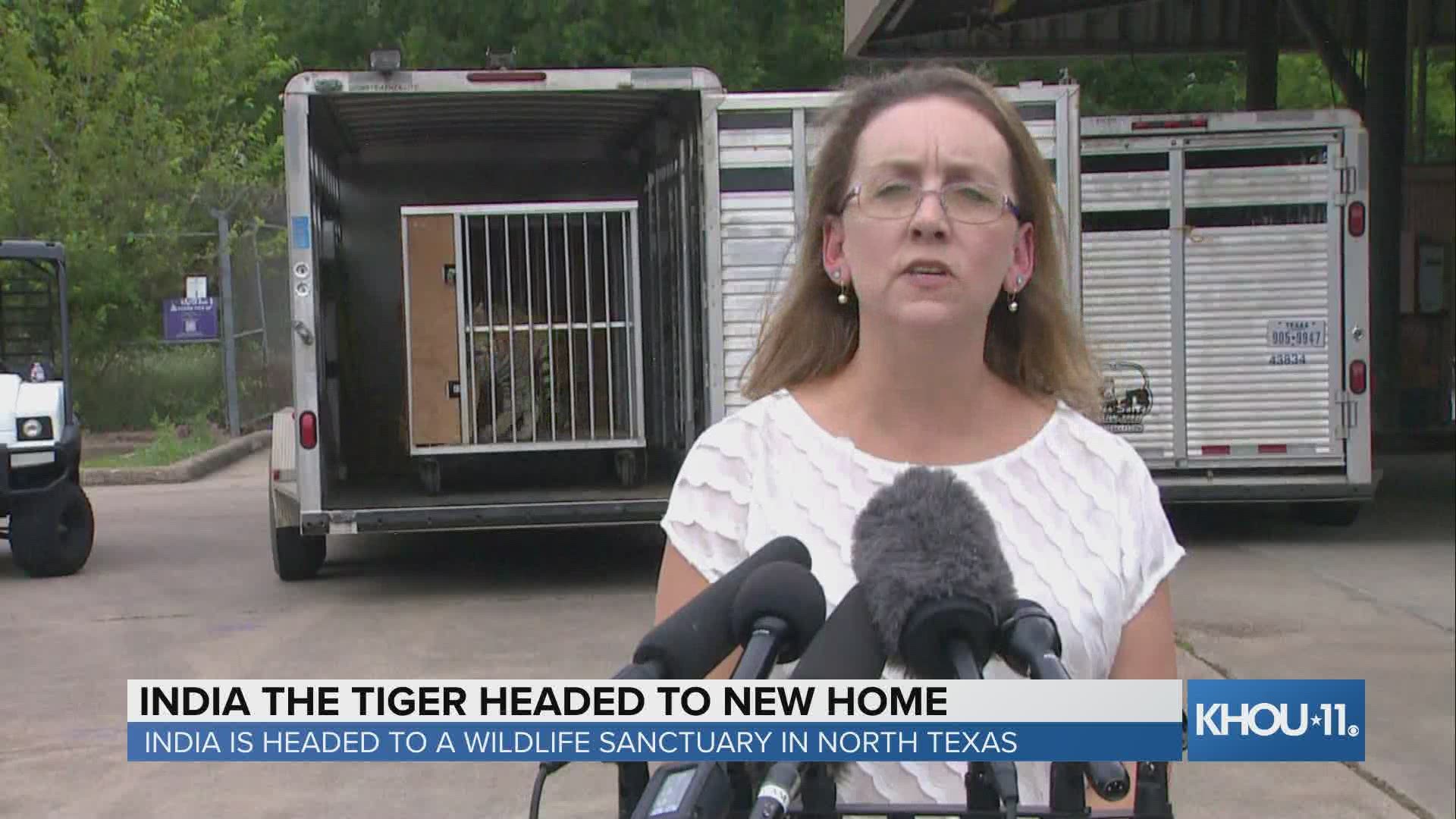 India the tiger is headed to the Cleveland Amory Black Beauty Ranch in Murchison, Texas, which is about three hours away from Houston.
