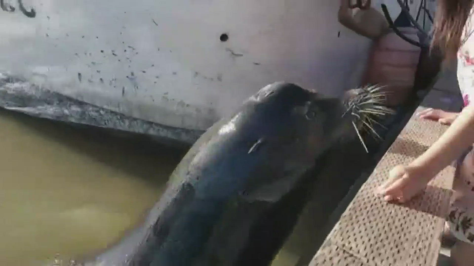 An expert at the Houston Zoo weighs in on a viral sea lion video.