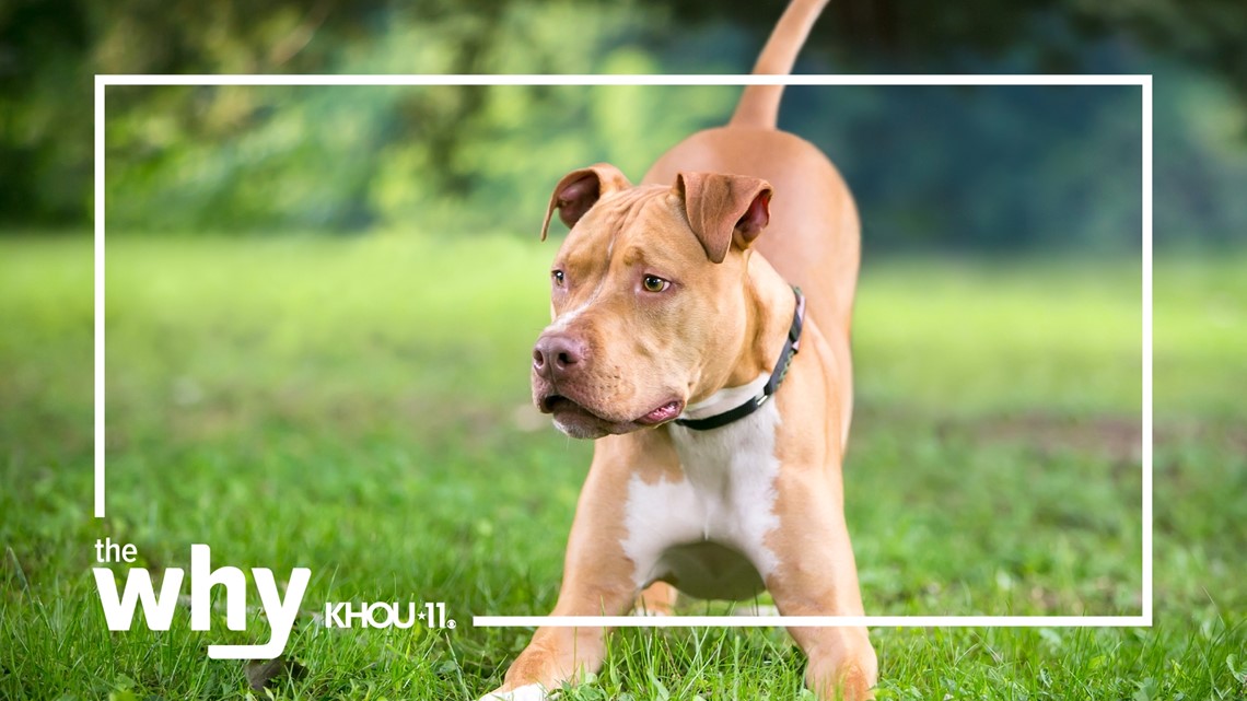 Why do dogs' tails wag?