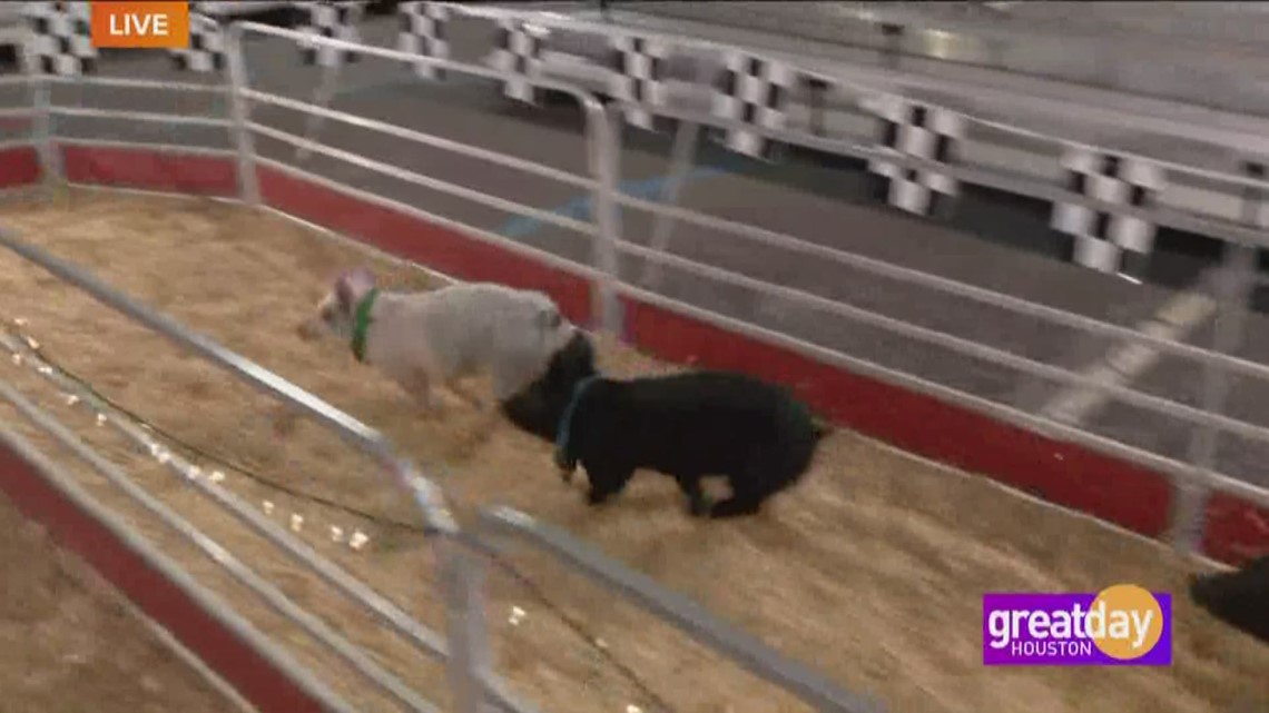 Houston Rodeo Farm Animals Pig Races at The Houston Rodeo | khou.com
