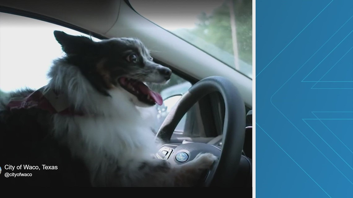 City of Waco uses role reversal to explain animal cruelty with extreme ...