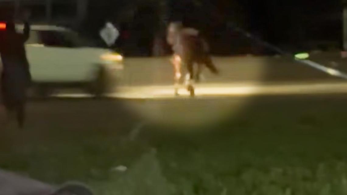 Horse dies after getting hit on Houston freeway | khou.com