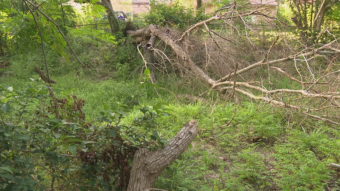 Houston Resident Voices Concern After Downed Trees Block Drainage Ditch ...