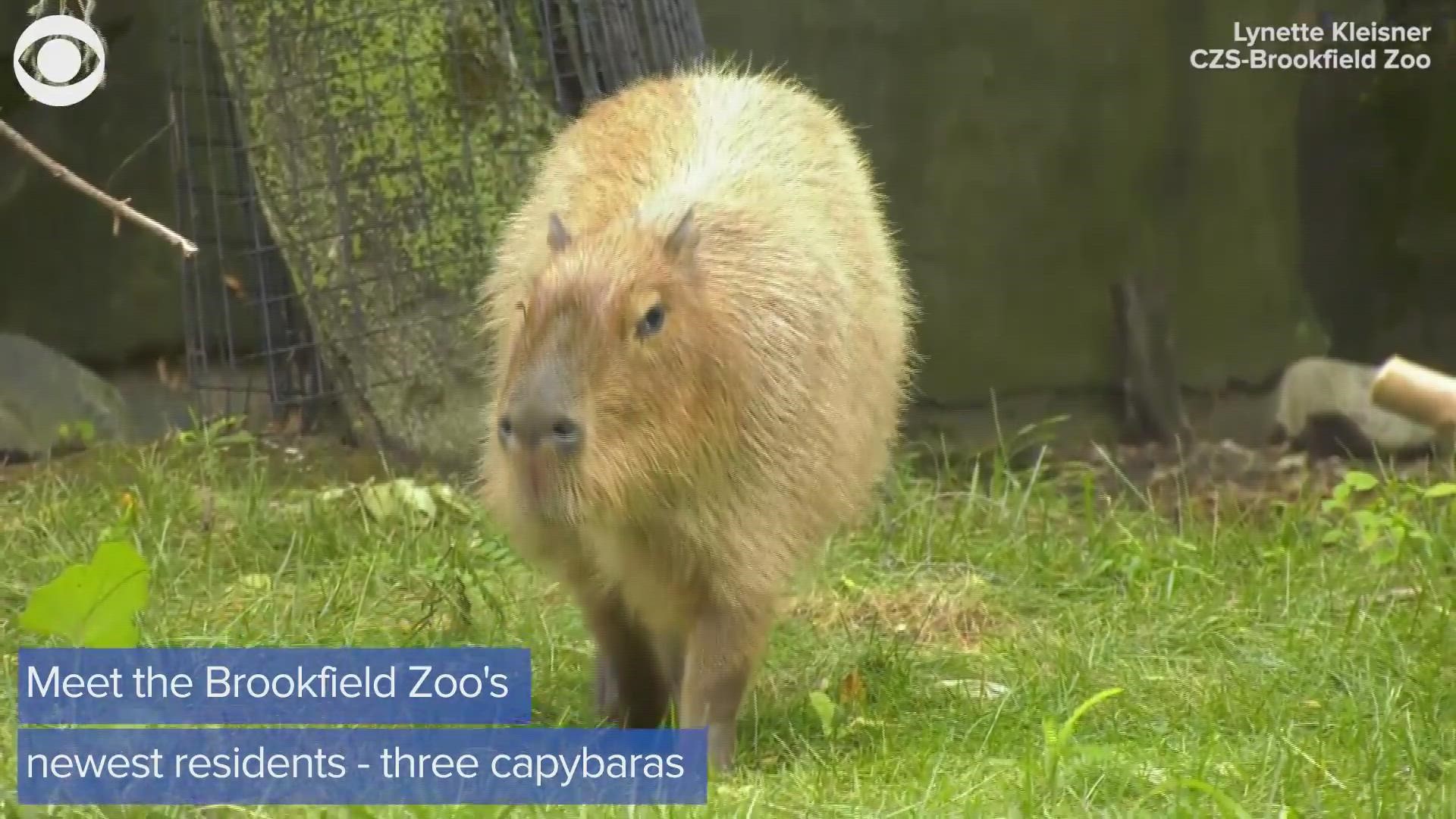 Three capybaras are now living at the Brookfield Zoo in Illinois for the first time in over 40 years. Check out the zoo's newest residents