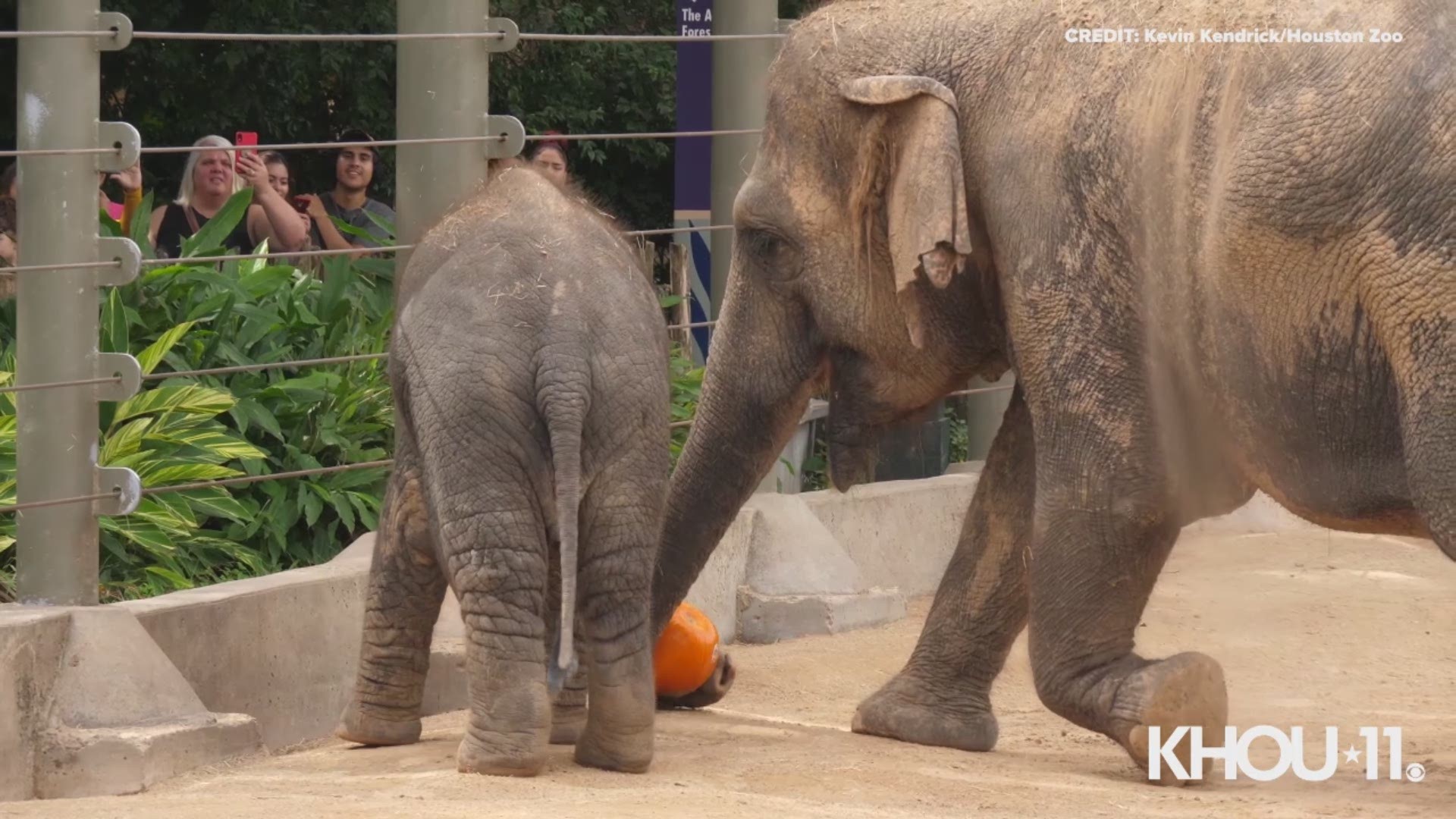 The elephants particularly enjoy smashing and eating pumpkins as a tasty snack and can even crush an entire pumpkin with just one bite.