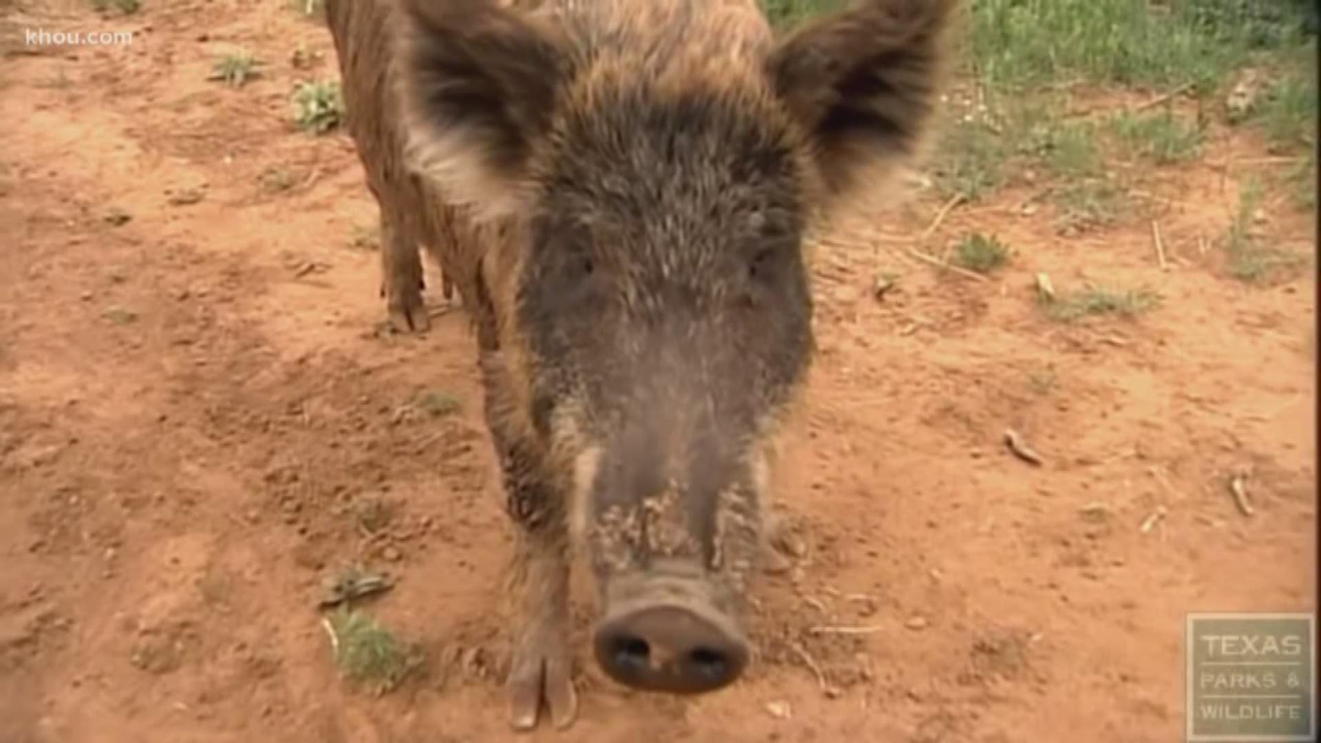 The Chambers County Sheriff's Office says there is new interest in tackling the hundreds of feral hogs in this area after the death of a caretaker by feral hogs.