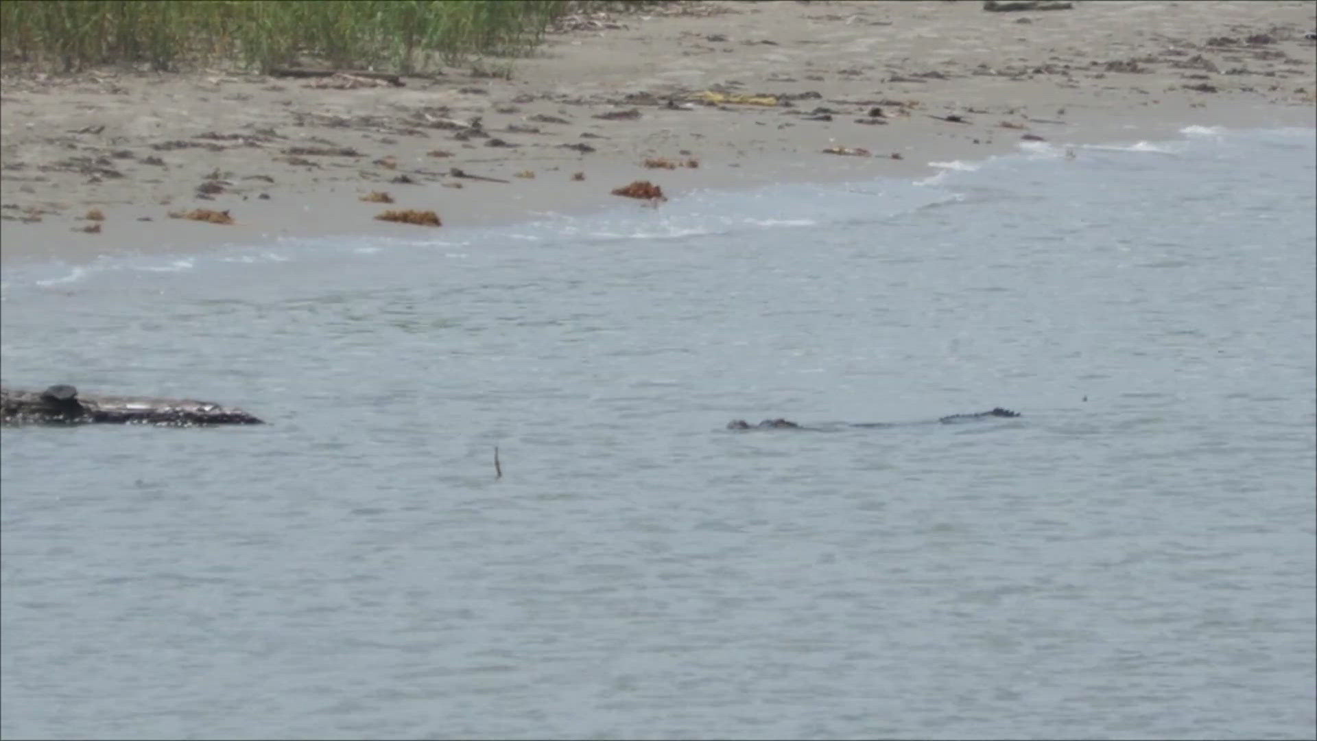 Experts say alligators occasionally venture into the Gulf to get rid of freshwater parasites that can't tolerate the saltwater. This one was spotted near East Beach.