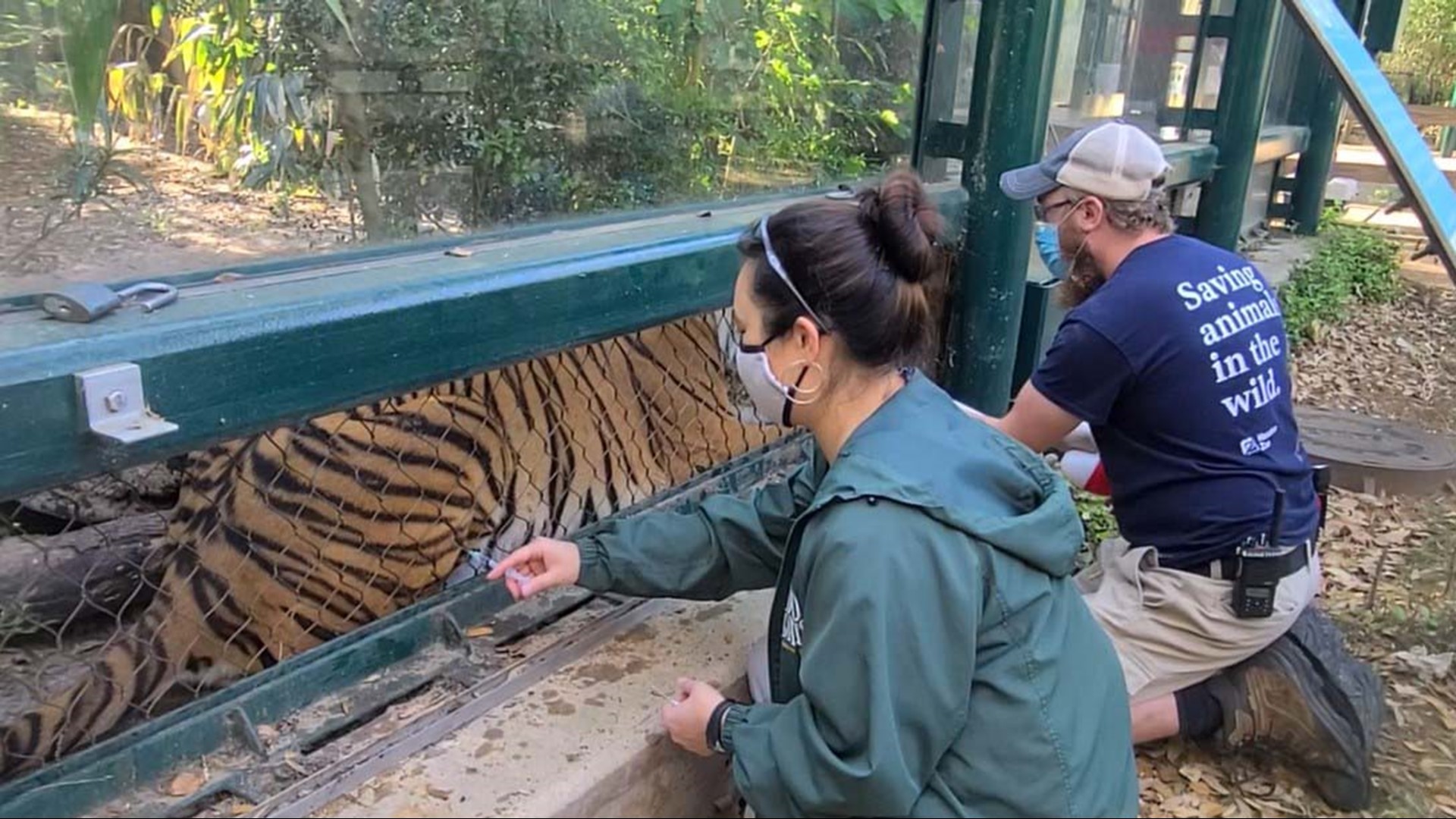 From big cats to gorillas and goats, nearly 100 animals have been vaccinated so far with no significant adverse effects, according to the Zoo.