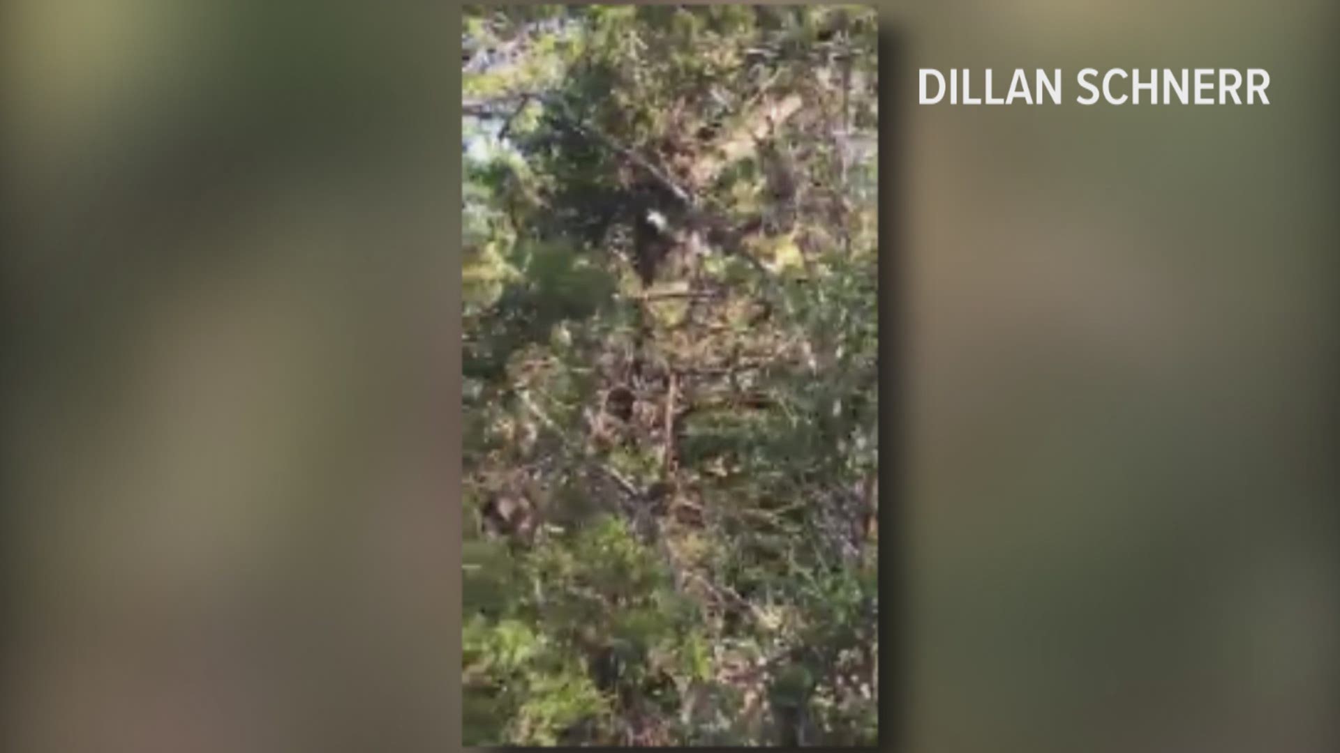 Dillan Schnerr was headed to his bow stand on his family's ranch in Fredericksburg when he said he saw a snake lying on a tree limb.