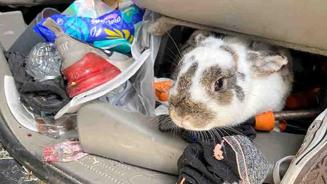 Photos: Rabbits, dog left behind after driver crashes into cars | khou.com