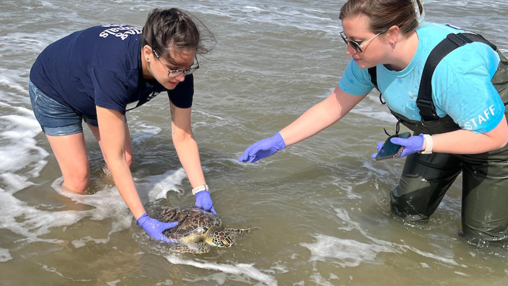 Green sea turtles released into Gulf after months of rehab in Houston ...