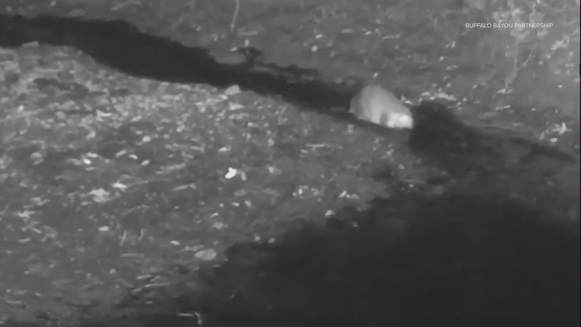 The elusive beaver in Buffalo Bayou has finally been captured on video. The Buffalo Bayou Partnership shared the video and said there might be two of them.