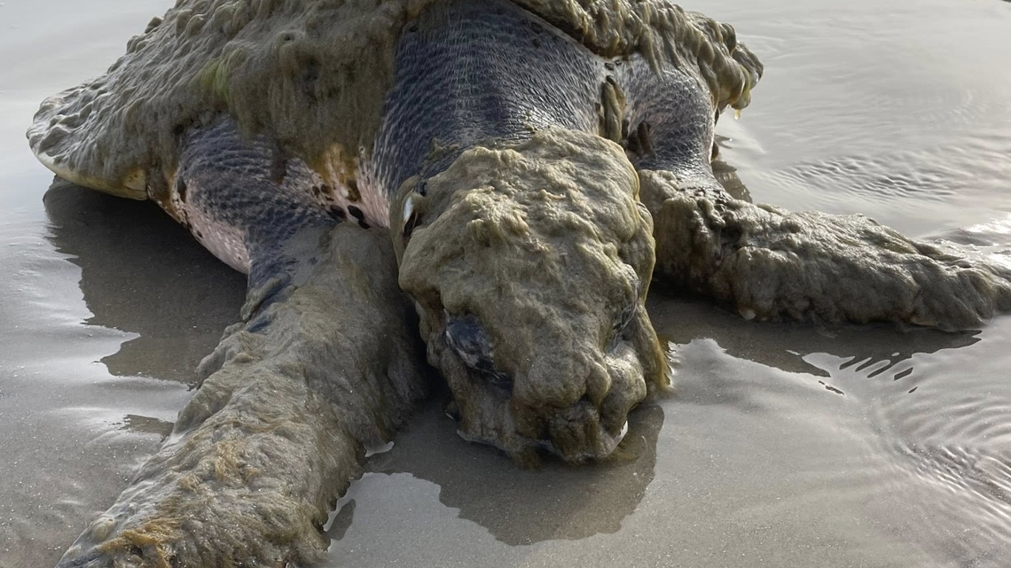 Researchers rush to save endangered sea turtle found on Texas beach