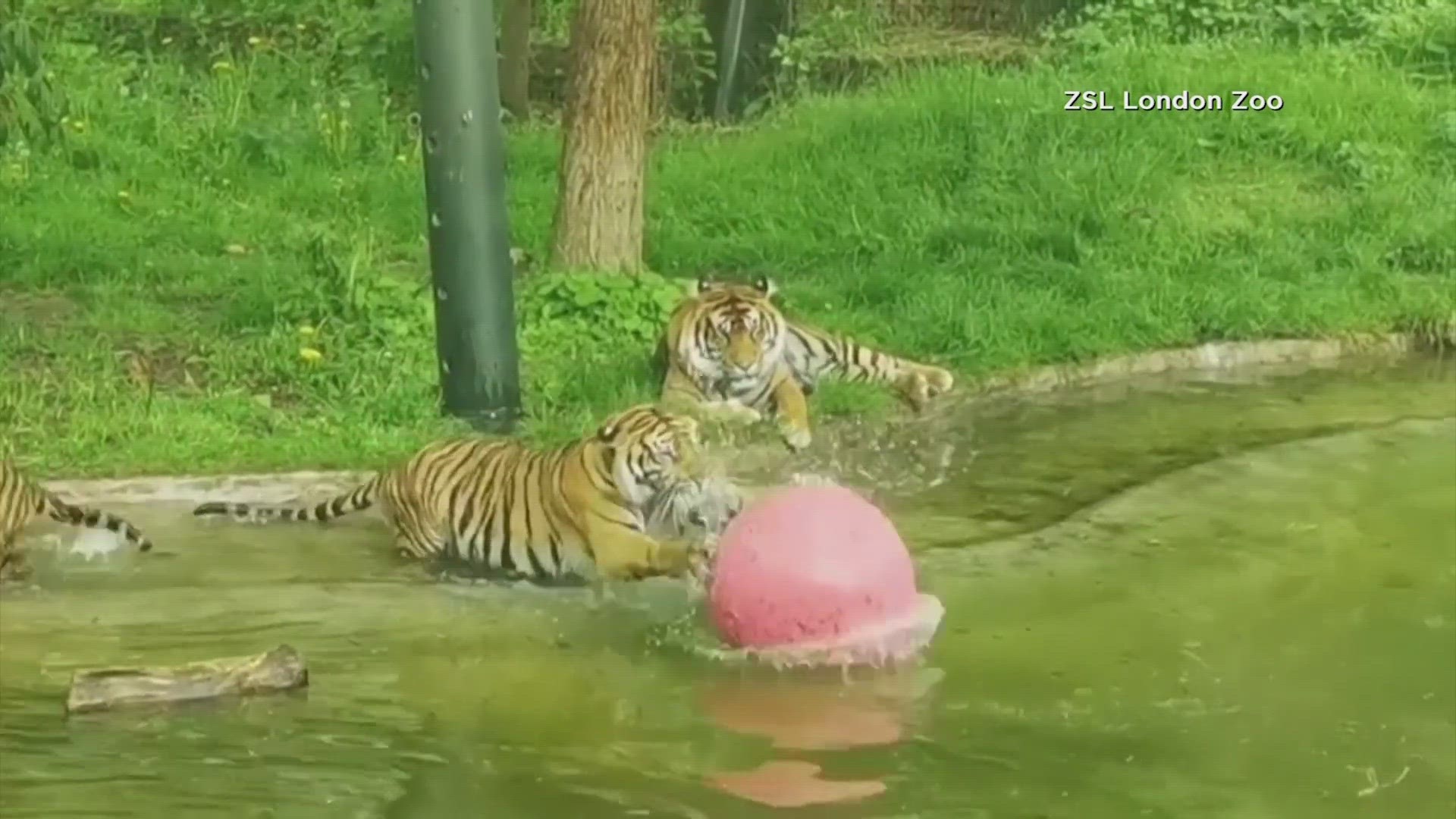 The big cats had fun frolicking in the water as they swam for the first time.