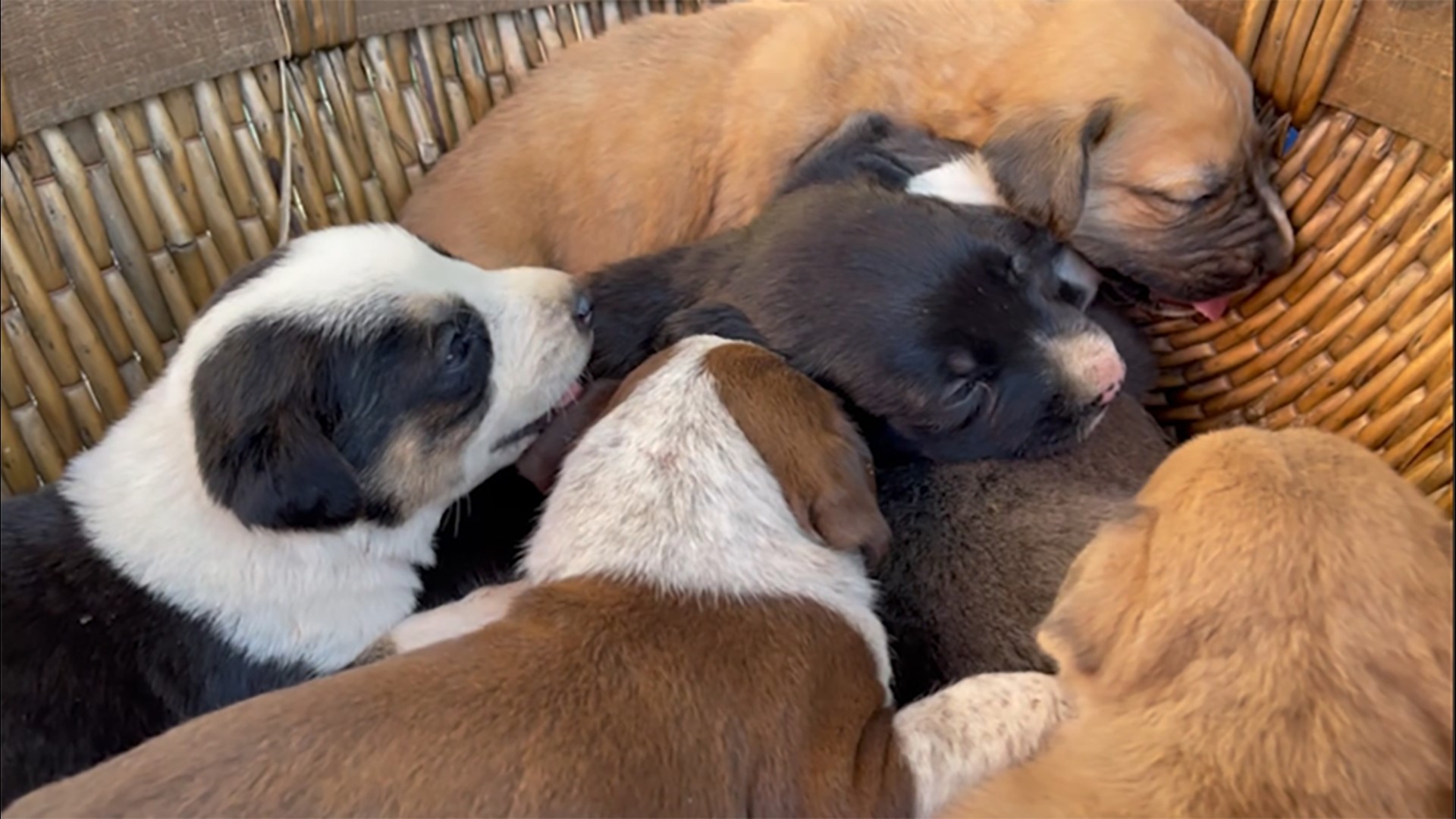 With the help of several people, nine puppies were rescued from a drainage pipe and they're now up for adoption.