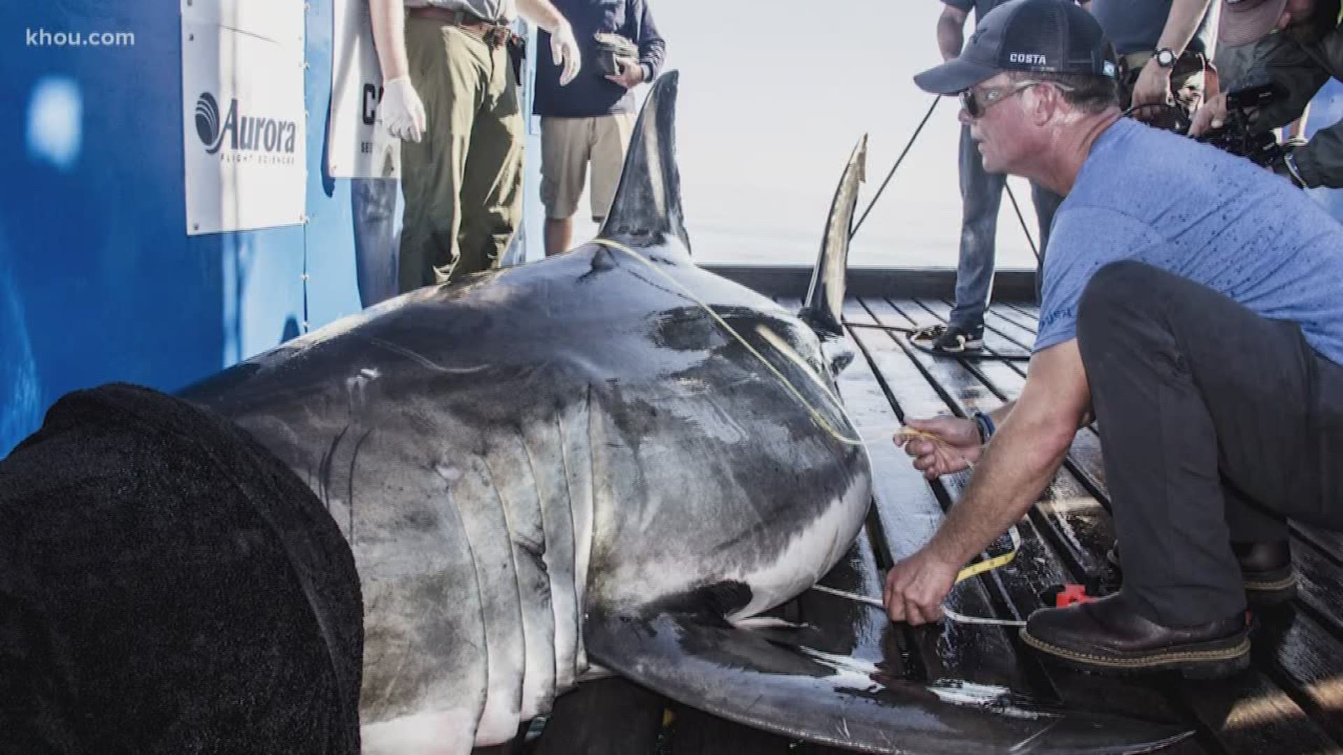 Great white shark surfaces again off Panama City in Gulf of Mexico