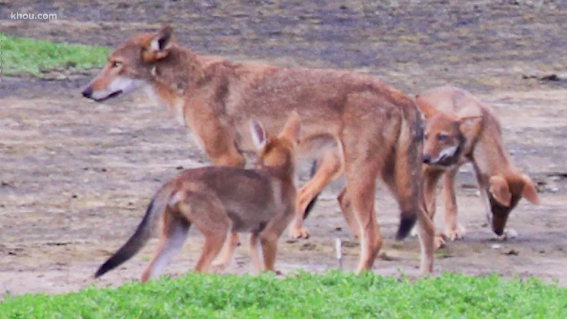 Wild canines found on Gulf coast beaches have DNA of extinct red wolves |  