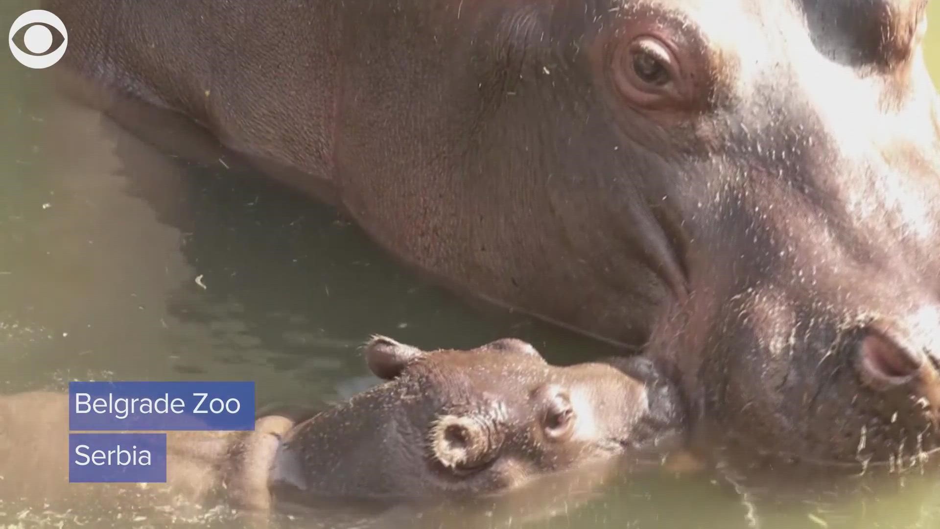 This little hippo enjoyed some quality time with mom at Belgrade Zoo on Thursday (9/9). The zoo says the baby is about 110 pounds and was born in August