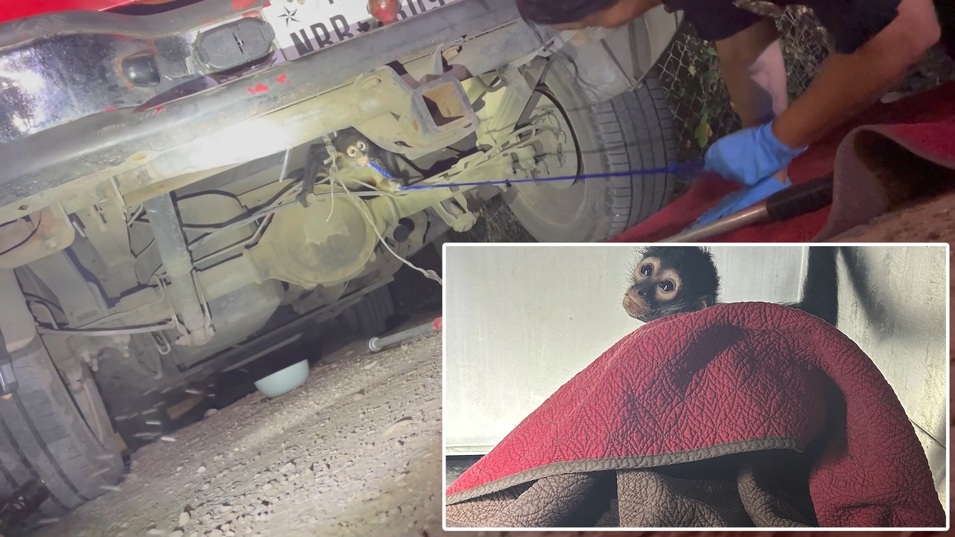 Houston police said the monkey was initially feisty with them, which led them to call in the experts.