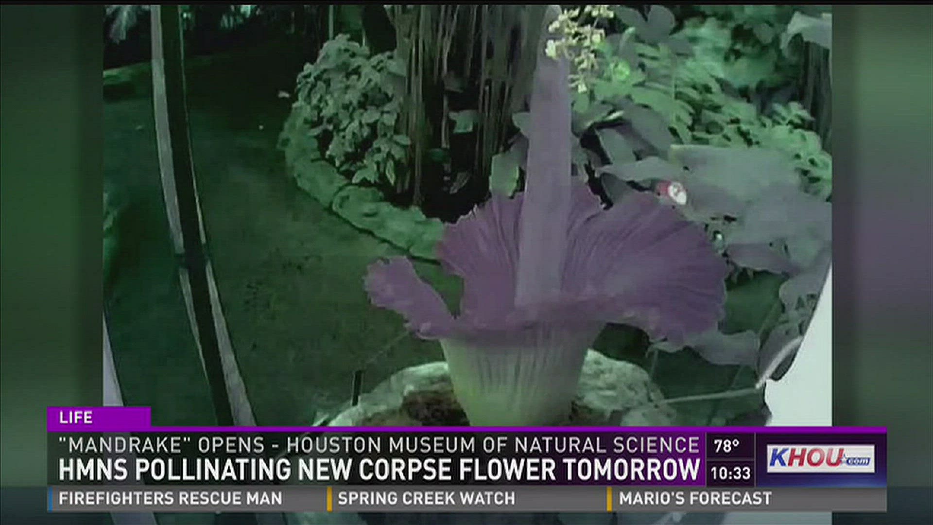 HMNS set to pollinate rare corpse flower