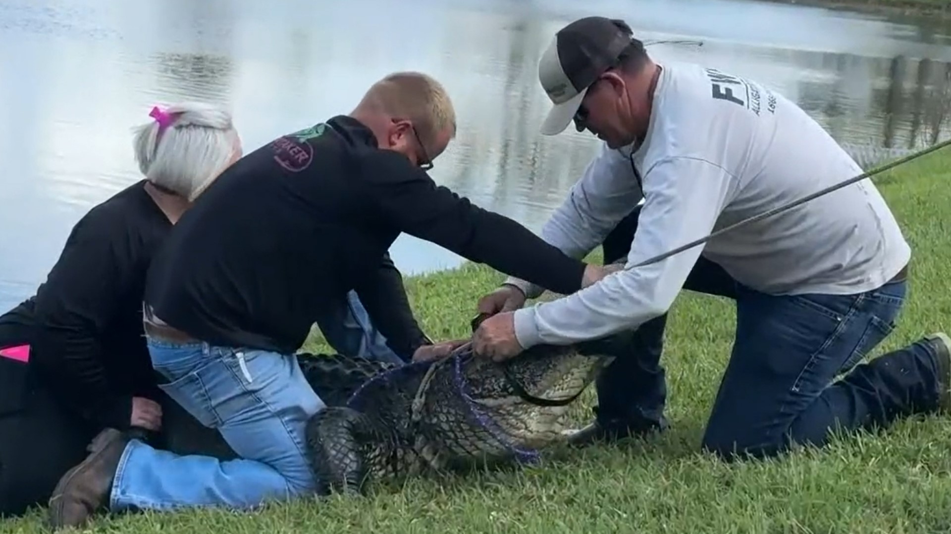 Investigators say the woman was walking her dog when a gator came out of the water and dragged her in.
